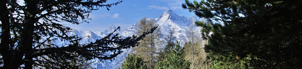 Bosco di Alevé e Pelvo d'Elva