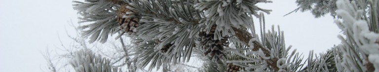 Neve