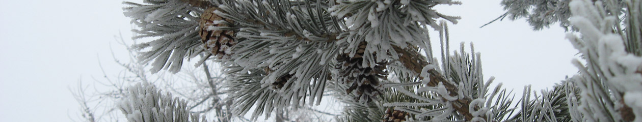 Neve